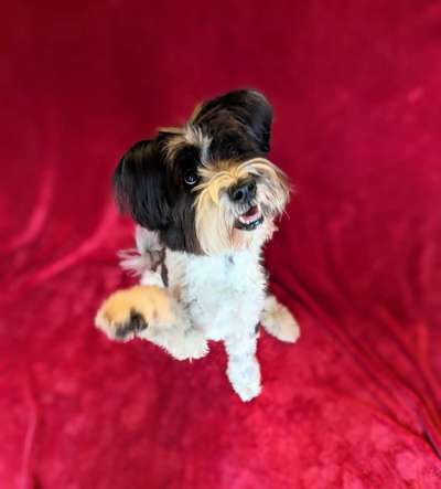 Fotochallenge bettelnder Hund!-Beitrag-Bild