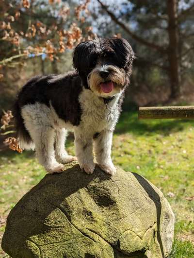 31. Collagen Challenge - Bänke/ Steine /Baumstümpfe-Beitrag-Bild