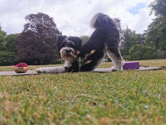 Fotowettbewerb:                                         Wellness für deinen Hund-Beitrag-Bild