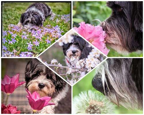 47. Collage Challenge - Sag's mit Blumen-Beitrag-Bild