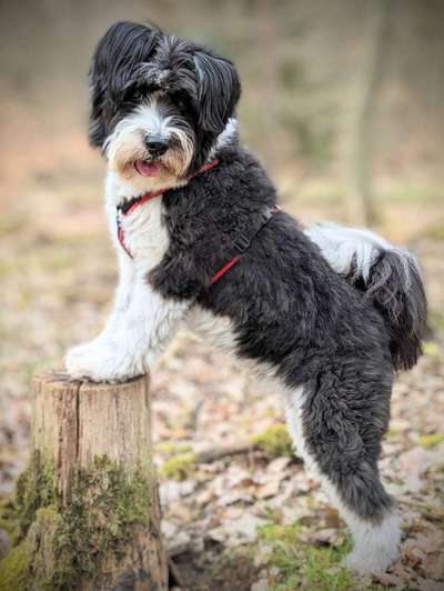 31. Collagen Challenge - Bänke/ Steine /Baumstümpfe-Beitrag-Bild