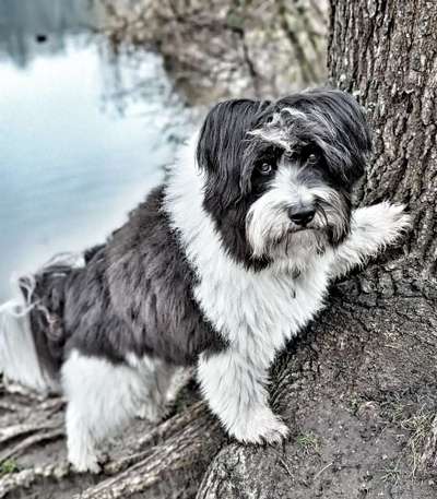 44.Tricktraining ,, Pfote auf Target,,-Beitrag-Bild