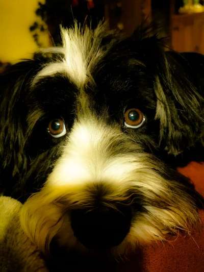 Zeigt mir die tollste Nahaufnahme von eurer Fellnase-Beitrag-Bild