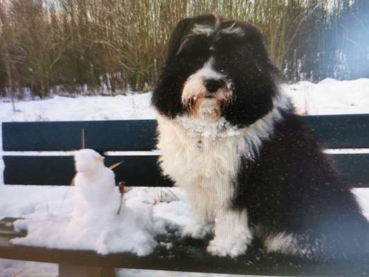 Foto Challenge Nr.: 114
Hunde im Schnee-Beitrag-Bild