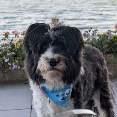 Was hat euch heute mit eurem Hund gefreut?-Beitrag-Bild