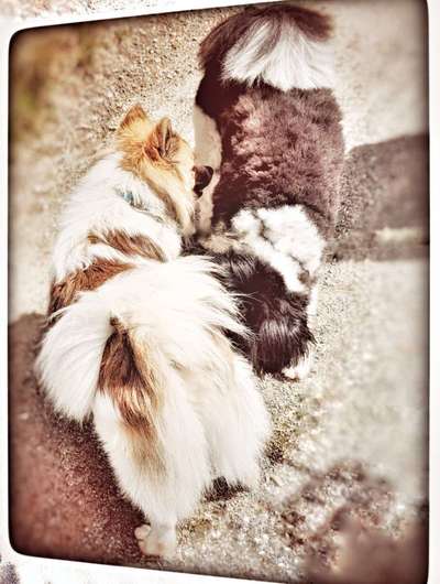 25. Farben Fotochallenge ,,Bernstein"-Beitrag-Bild