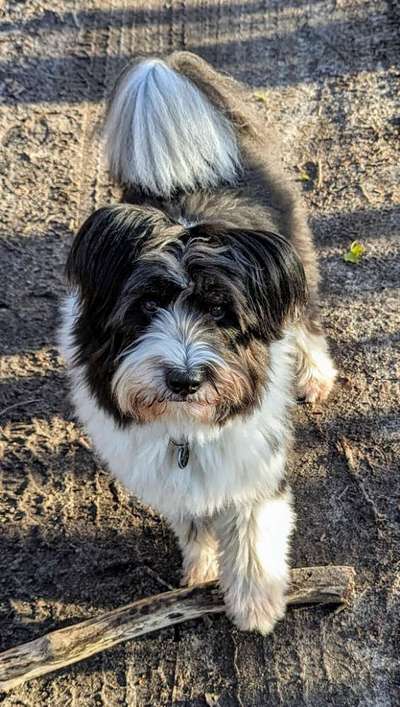 44.Tricktraining ,, Pfote auf Target,,-Beitrag-Bild