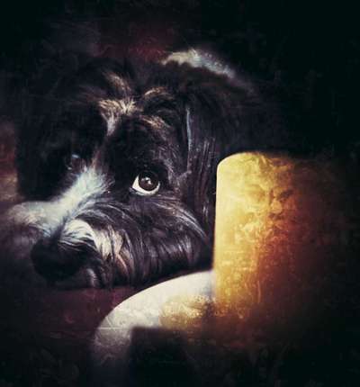 Dogorama Photo Challenge - Licht-Beitrag-Bild