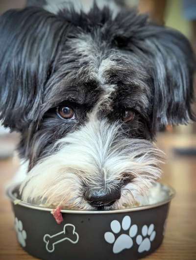 Zeige den lustigsten Blick deines Hundes-Beitrag-Bild