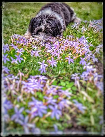 22. Farben / Fotochallange - Lila-Beitrag-Bild