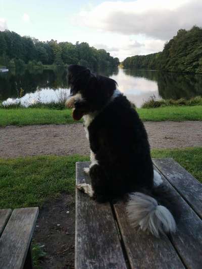 31. Handy - Fotochallenge
Vierbeiner mit am Tisch-Beitrag-Bild