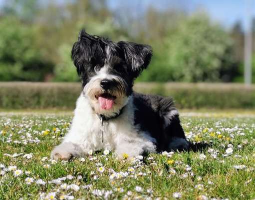 Dogorama Photo Challenge - die ersten Frühjahrsblumen-Beitrag-Bild