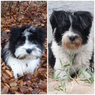 Vom Welpen zum Hund-Beitrag-Bild