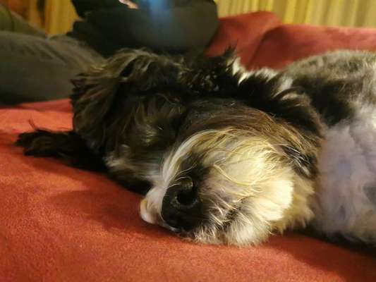 Vertrauen zwischen Hund und Halter-Beitrag-Bild