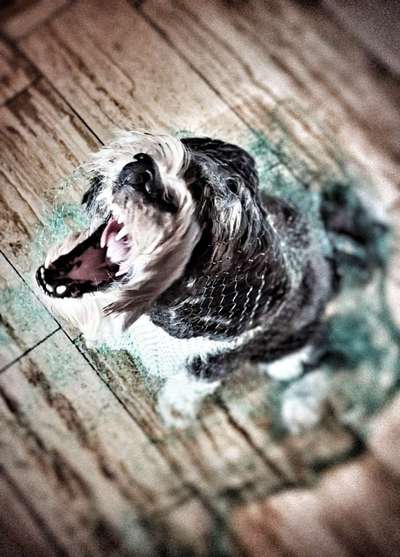 68. Handy Foto Challenge: "Ins Netz gegangen"-Beitrag-Bild