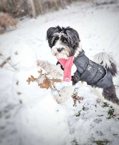 Was tragen eure Hunde zu Weihnachten?-Beitrag-Bild