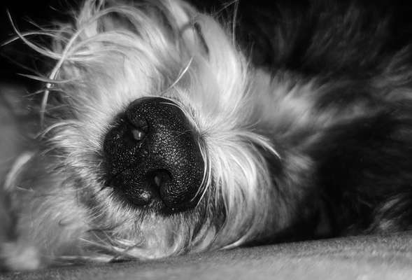 Zeigt her eure Hundenasen-Beitrag-Bild