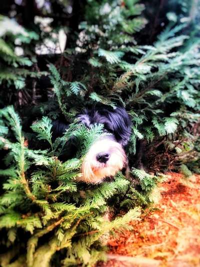 Hundebilder-Beitrag-Bild