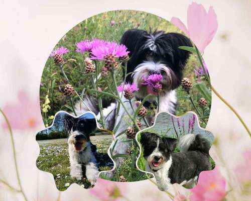 27. Collagen Challenge - Dein Hund mit Blume(n)-Beitrag-Bild