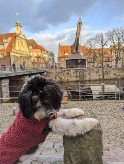 Dogorama Photo Challenge - Fail/Outtakes-Beitrag-Bild