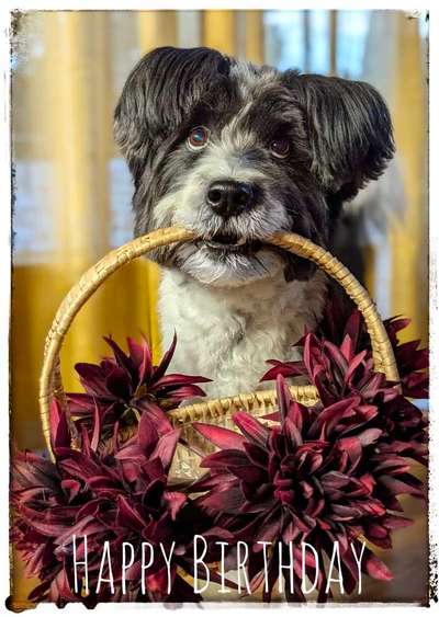 Apportier- Ungeduld ;)-Beitrag-Bild