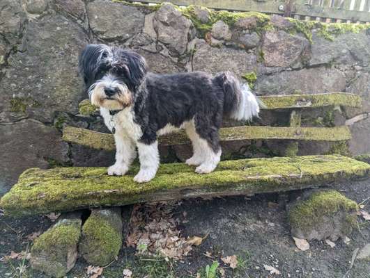 31. Collagen Challenge - Bänke/ Steine /Baumstümpfe-Beitrag-Bild