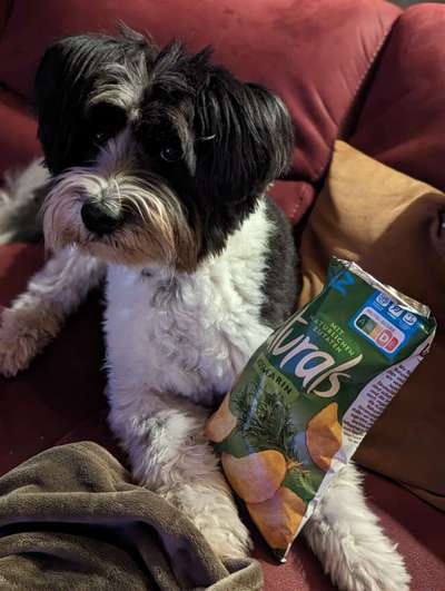 Top Dog-der Live Ticker Thread-Beitrag-Bild