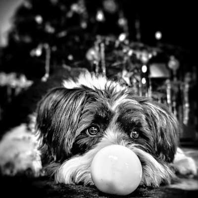 Titelbild Gruppe Adventskalender 2024