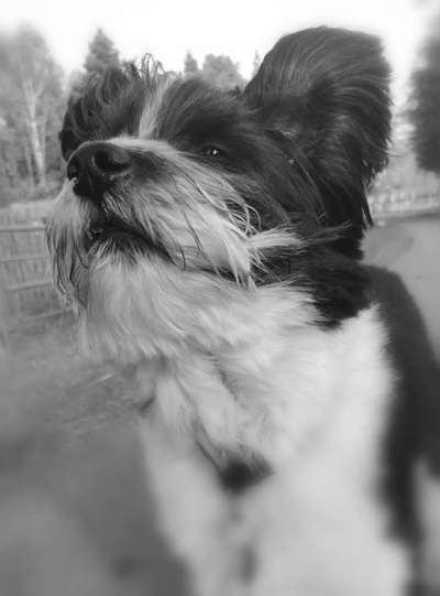 Dogorama Photo Challenge- Der Nase nach-Beitrag-Bild