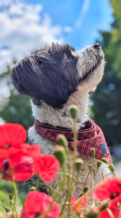 Nadel im Heuhaufen gesucht - mittelgroße Begleithunderasse-Beitrag-Bild
