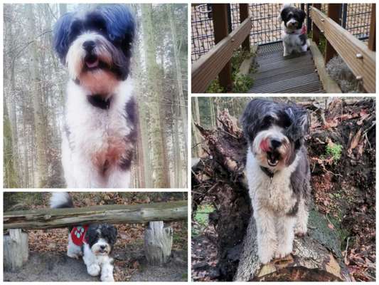 19. Collagen Challenge - Brücken-Beitrag-Bild