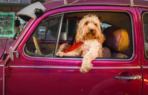 Hunde Memes-Beitrag-Bild