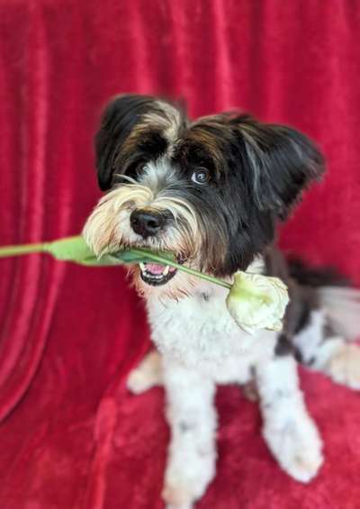 60. Handy Fotochallenge  -gleich schnapp ich es--Beitrag-Bild