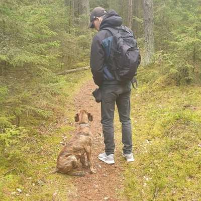 Hundetreffen-Welpen/Junghund Spieltreffen-Profilbild