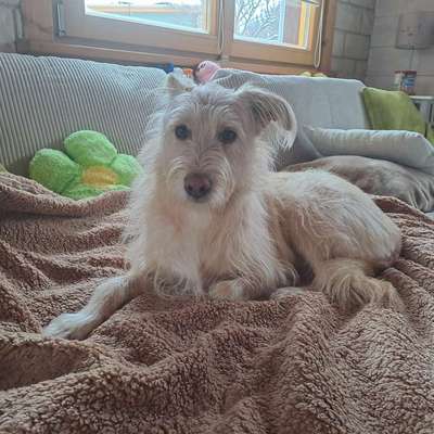 TierschutzhundeStammtisch🐕-Beitrag-Bild