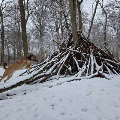 Hundetreffen-Spaziergang und Spieltreffen-Bild