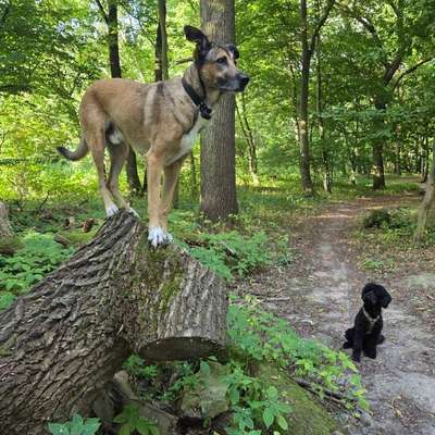Hundeauslaufgebiet-Pawelsches Holz-Bild