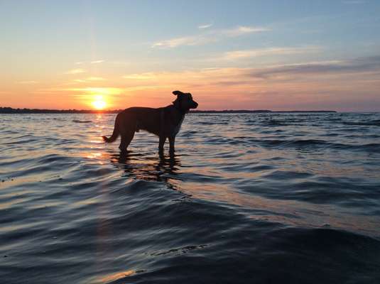 Die Dogorama Wochen Challenge: “Dein Hund im Urlaub”-Beitrag-Bild