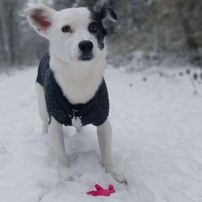 Hundetreffen-Training und Spielpartner-Bild