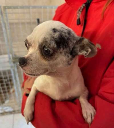 Tierschutzhunde suchen ein Zuhause-Beitrag-Bild