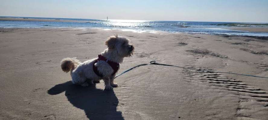 TierschutzhundeStammtisch🐕-Beitrag-Bild