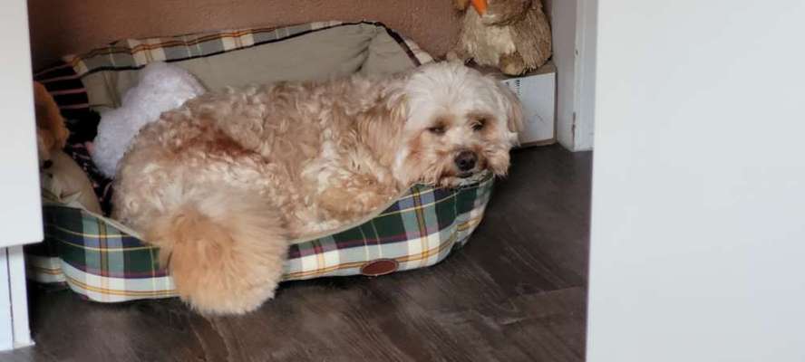 TierschutzhundeStammtisch🐕-Beitrag-Bild