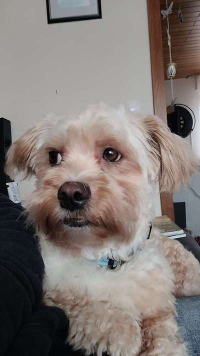 TierschutzhundeStammtisch🐕-Beitrag-Bild