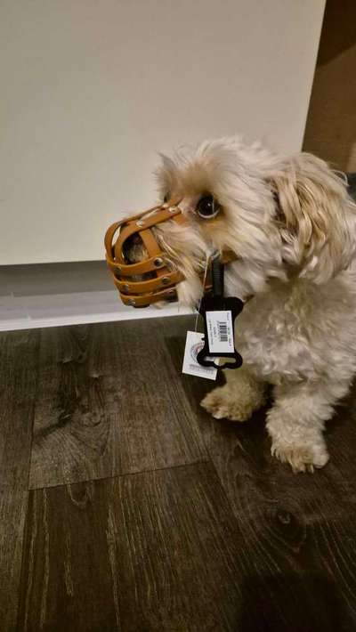 Wie sitzt mein Maulkorb / Maulkorb-Beratung-Beitrag-Bild