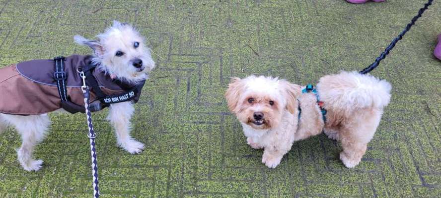 TierschutzhundeStammtisch🐕-Beitrag-Bild