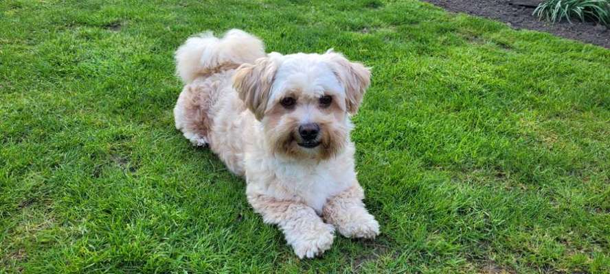 Shih Tzu von Jung bis Senioren-Beitrag-Bild