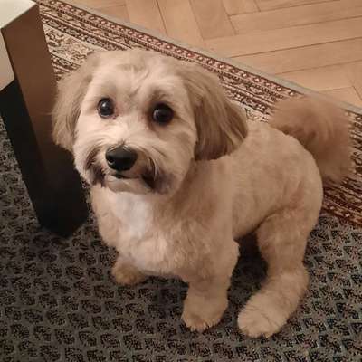 Hundetreffen-Spielen im Englischen Garten Eingang Seestraße-Bild