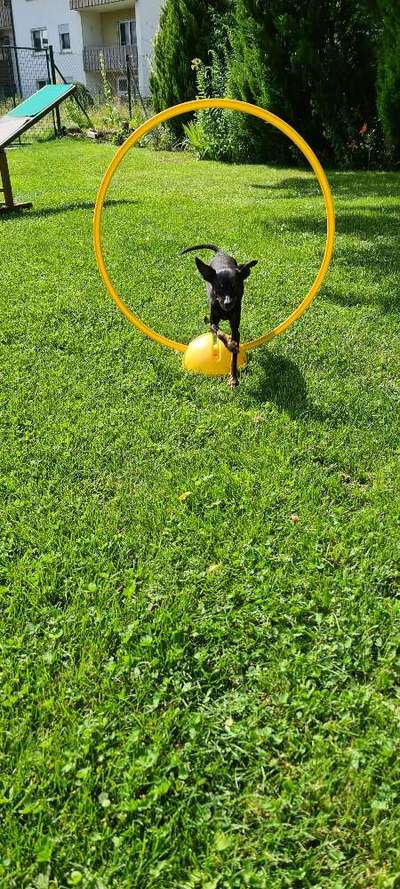 Prager Rattler-Beitrag-Bild