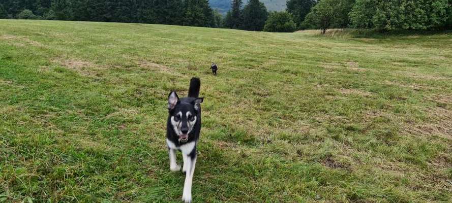 Mischlinge raten - Rätselspaß-Beitrag-Bild