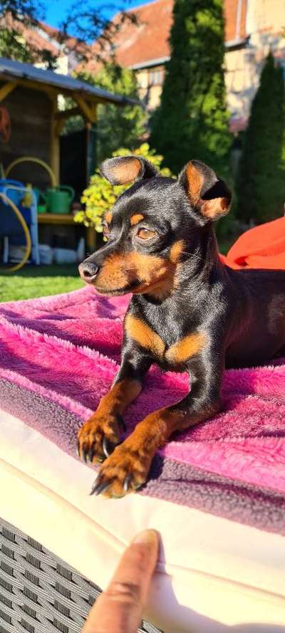 Prager Rattler-Beitrag-Bild